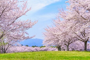 ダミー画像