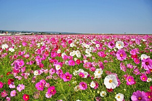 ダミー画像