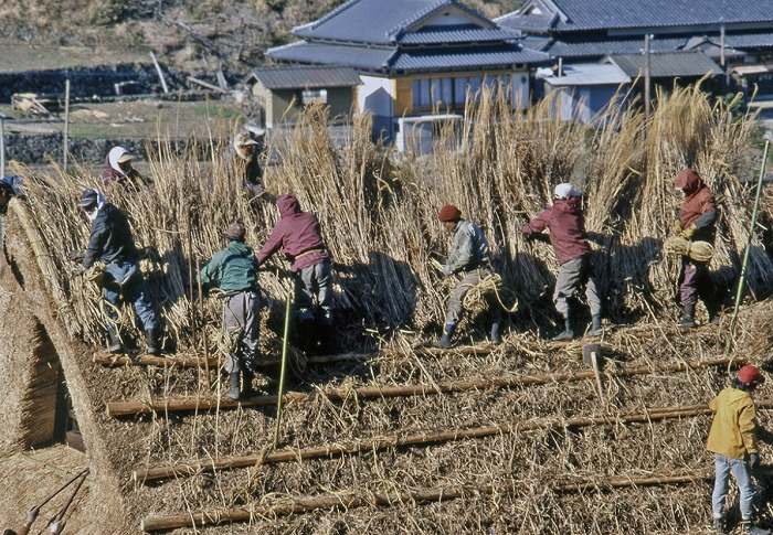 　茅葺き屋根の葺き替えの様子
　(出典：安藤邦廣/茅葺きの民俗学：生活技術としての民家)