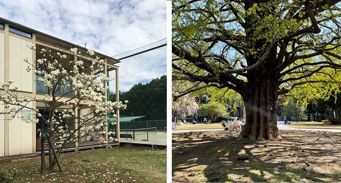 　SFCデザインスタジオ棟　森アトリエの前の白木蓮の開花と東京大学工学部１号館前の
　大銀杏の新緑