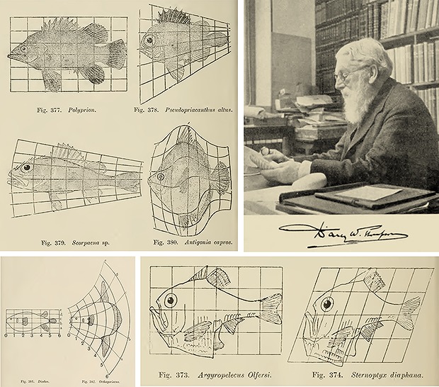 　図3. D’Archy Thompsonによる魚の形態のダイアグラム
　※上記の画像、キャプションをクリックすると画像の出典元のWebサイトへリンクします。