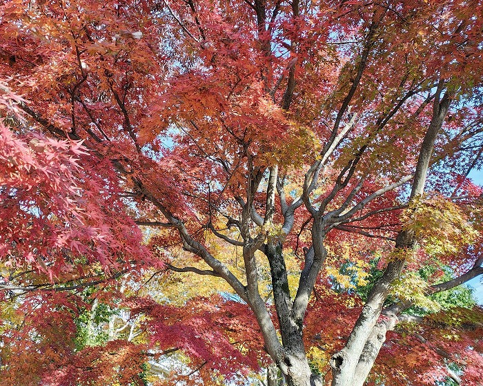 BIMマネージャーの立ち位置　＜志手一哉氏＞