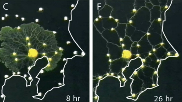 　図1　粘菌の都市間ネットワーク作成実験 ※