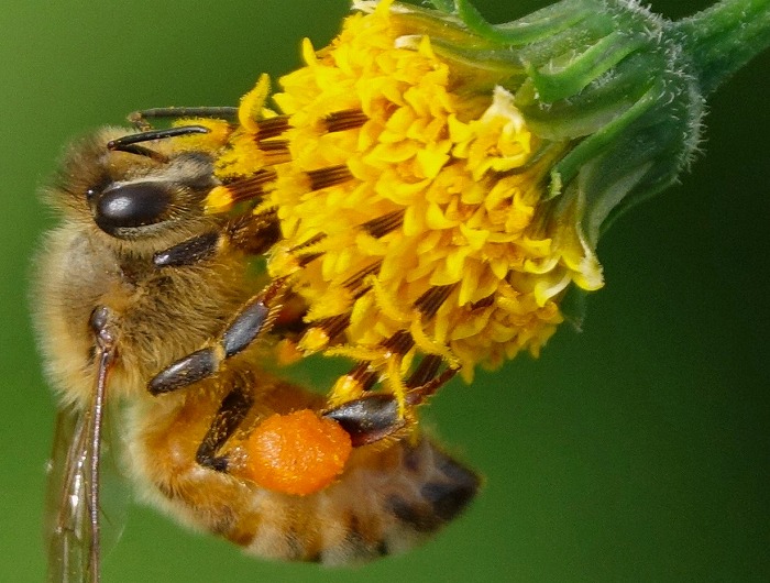 　図１２．ミツバチの形態と花の形態 (撮影：Wikipedia ユーザPhonon.b／Wikipediaより引用)
　※上記の画像、キャプションをクリックすると画像の出典元のWikipediaへリンクします。