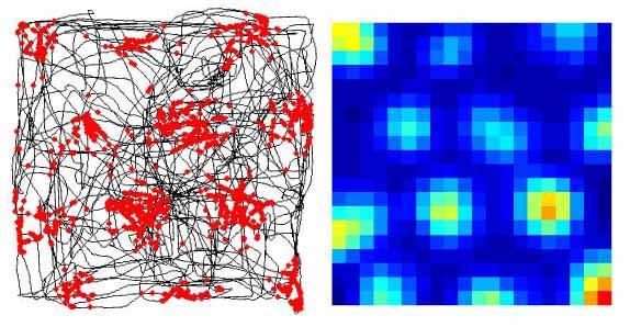 　　グリッド細胞の発火パターンとグリッド細胞の発火頻度を表した図　© Edvard Moser
　　※上記の画像、キャプションをクリックすると画像の出典元のScholarpediaへリンク
　　します。