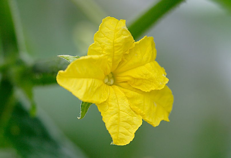 　根元に実を持つきゅうりの花